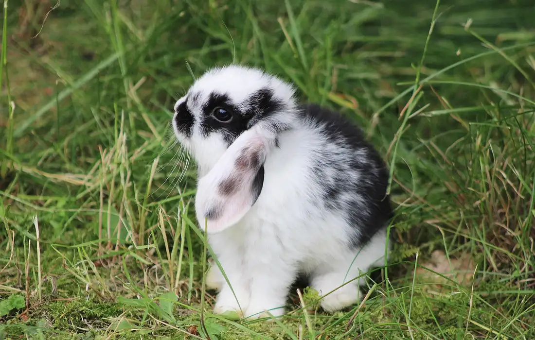 Pepper Rabbit Animal Can Rabbits Eat Peppers? Your Guide to Bell, Chili, Green & Sweet ...