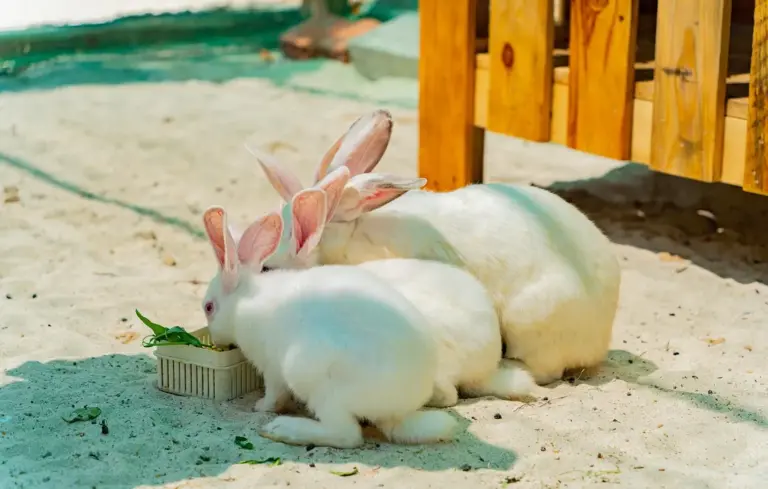 Two white rabbits nibbling greens from a small plastic tray on a sandy surface beside a wooden fence.