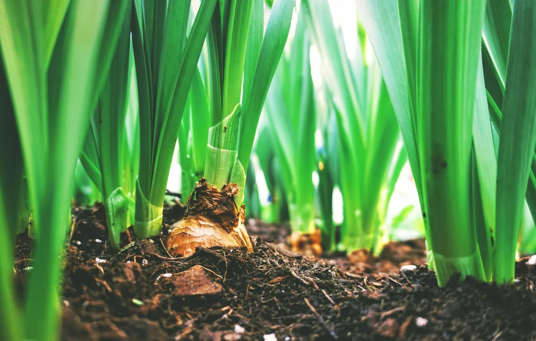 Close-up of vibrant green shoots emerging from dark soil in a garden bed.
