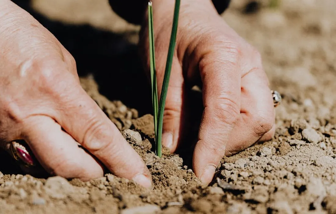 Close-up of hands planting a young iris shoot into soil