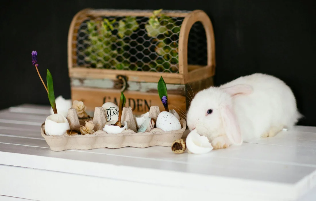 White rabbit beside a small decorative garden with sprouting bulbs and a wicker-covered planter.