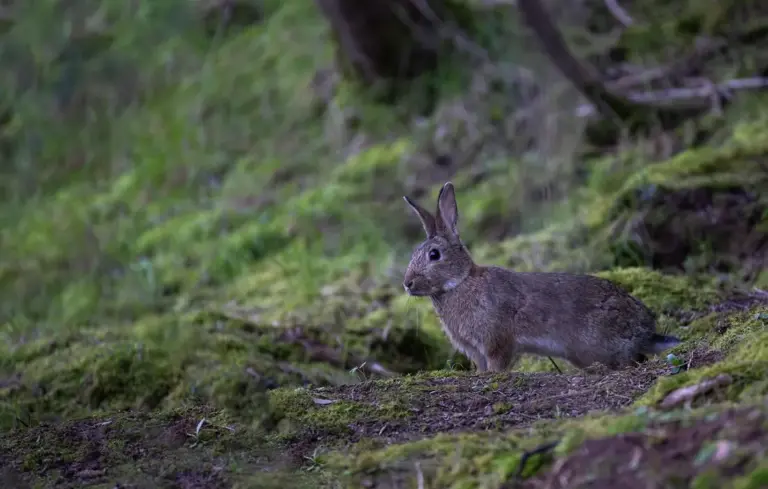 A small brown rabbit on a mossy forest floor among green vegetation