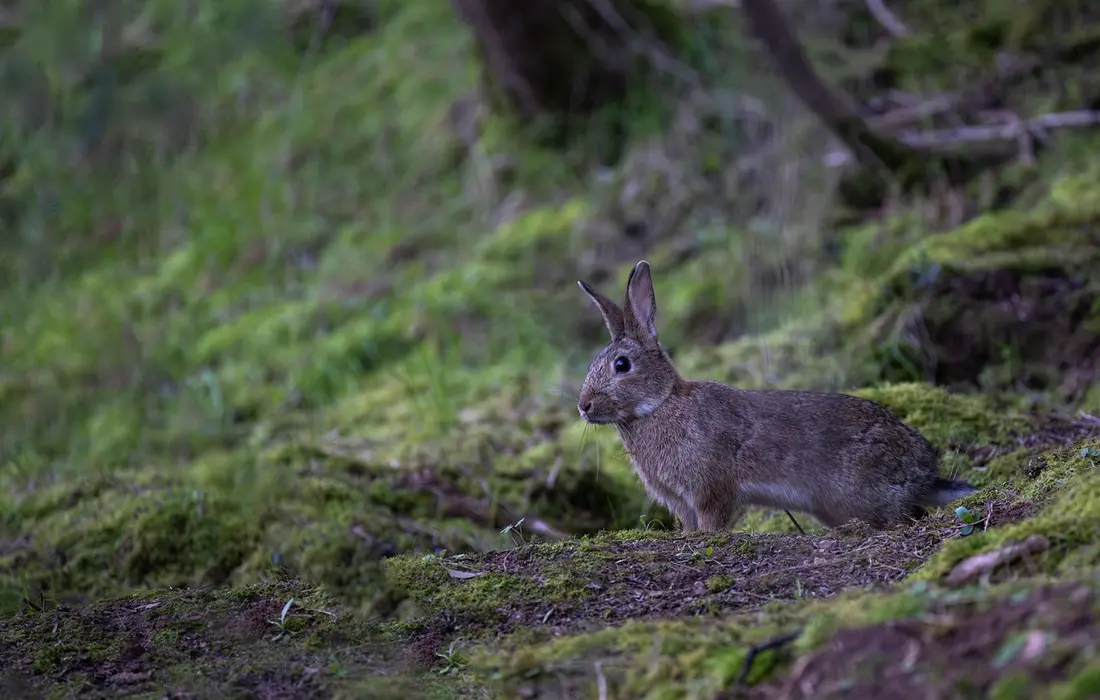 Feeding Rabbits from the Field: A Safe Guide to Nettles, Dock ...