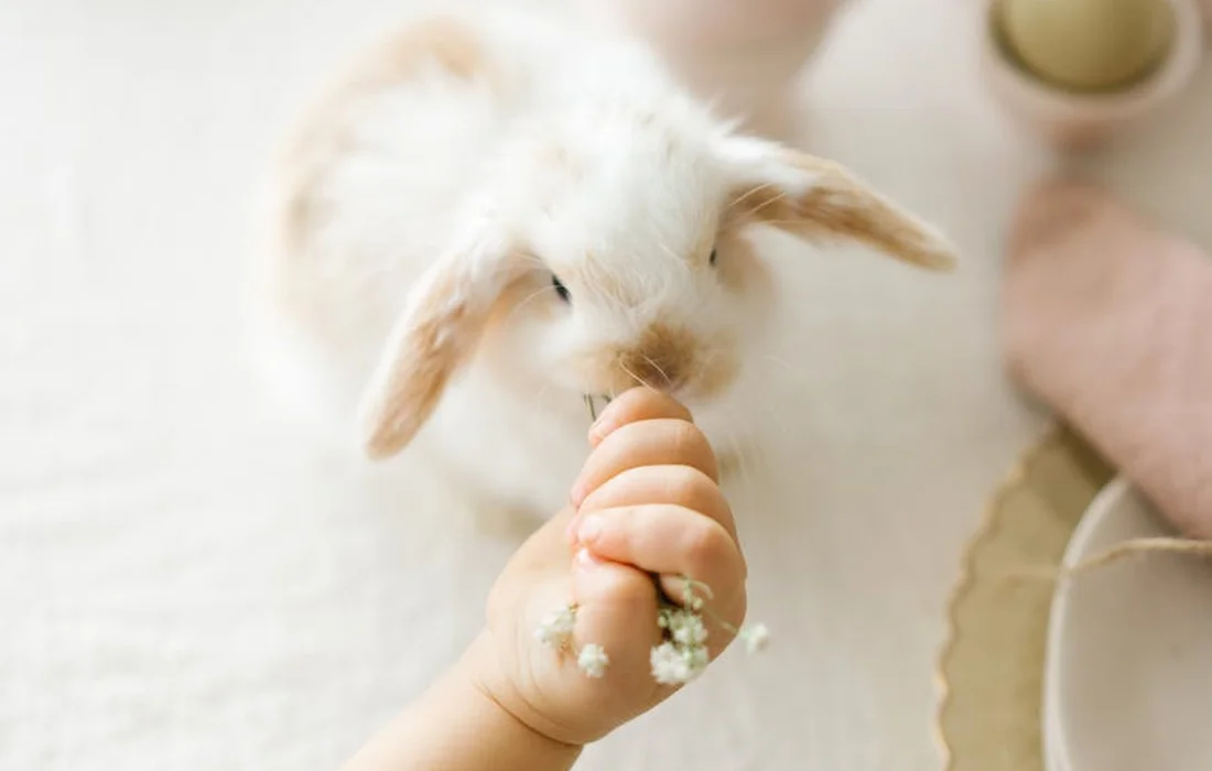 A small fluffy white rabbit is being gently fed from a human hand, with greens on the fingers in a bright setting.