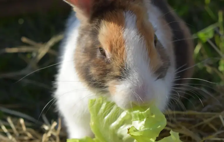 Tri-color rabbit (brown, white, and orange) nibbling a head of lettuce outdoors.