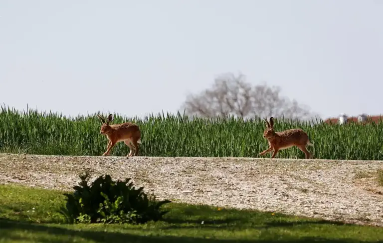 Two rabbits walking along a gravel path with tall green crops in a field and a bare tree in the distance.