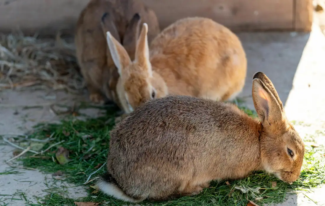 Two brown rabbits nibbling on grass and leafy greens in a sunlit outdoor enclosure