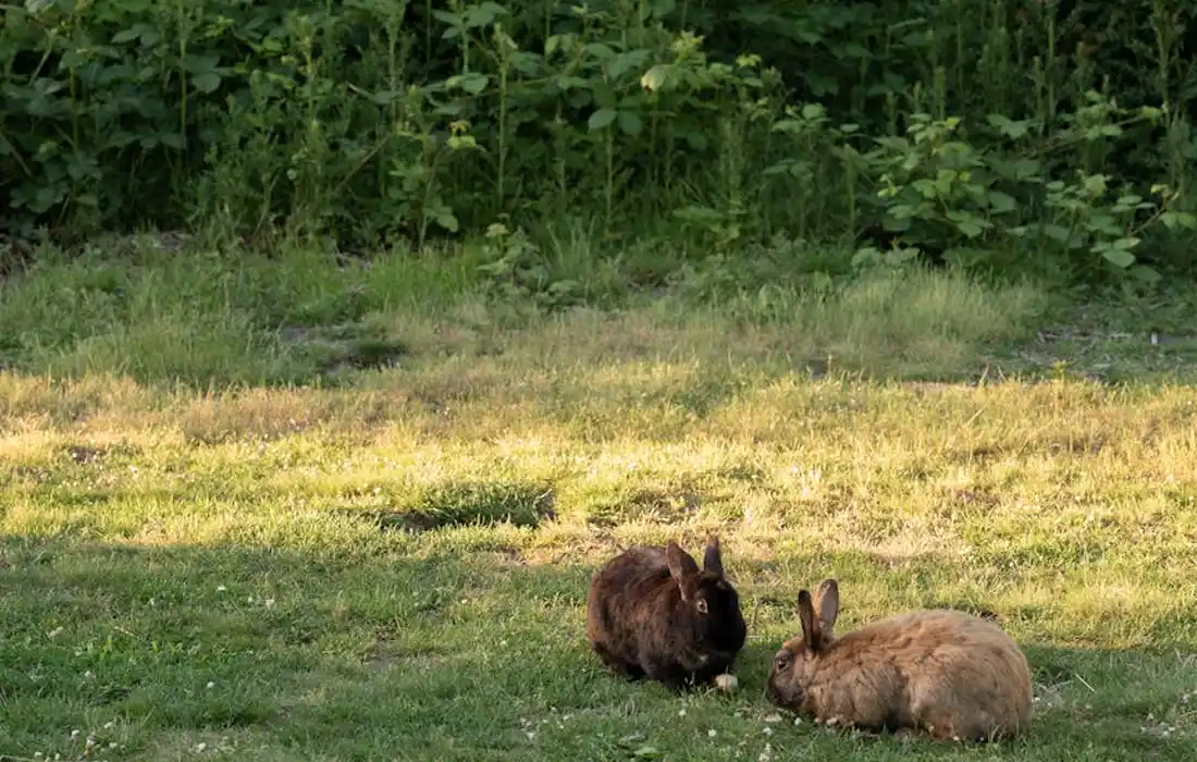 Two brown rabbits sitting on a grassy patch with a green leafy hedge in the background.