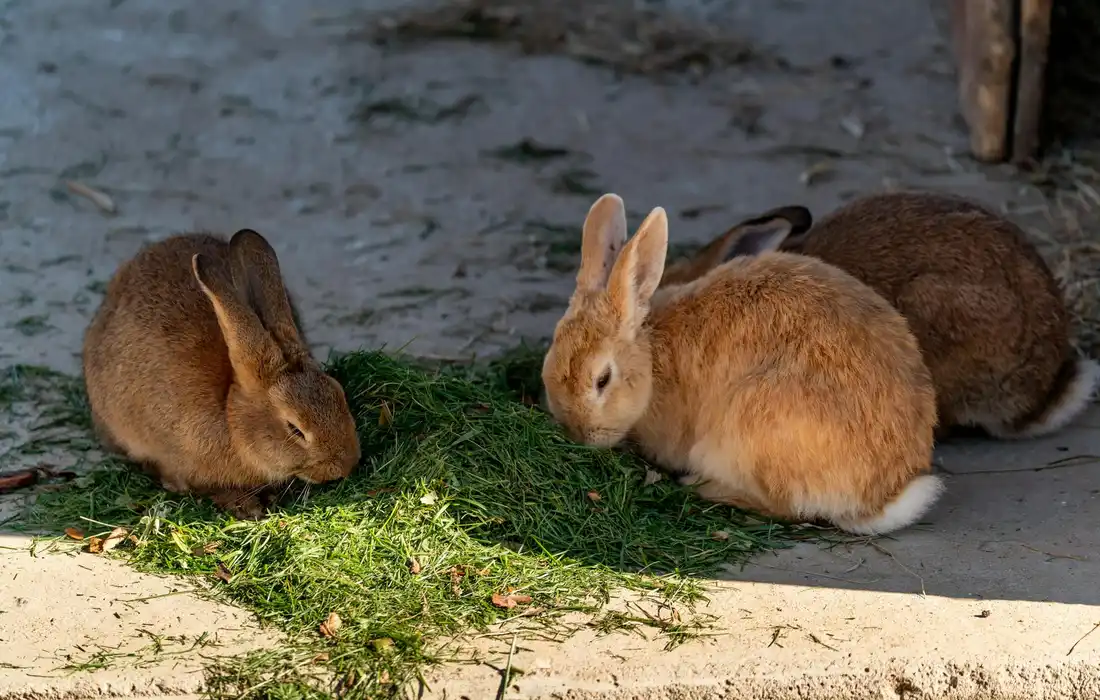 Several rabbits eating fresh greens on a sunlit, outdoor surface.