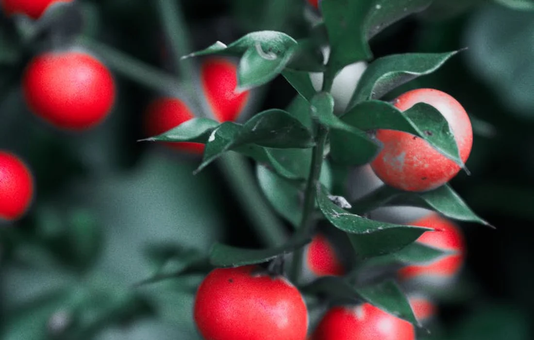 Close-up of ripe red raspberries on a green bush