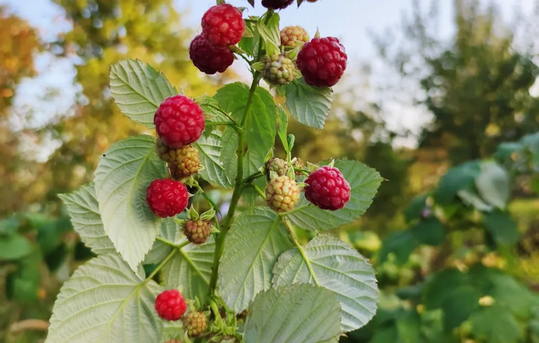 Ripe red raspberries on a raspberry plant with green leaves in a sunny garden