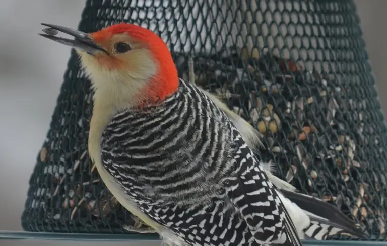 Red-headed woodpecker perched on a mesh bird feeder filled with seeds