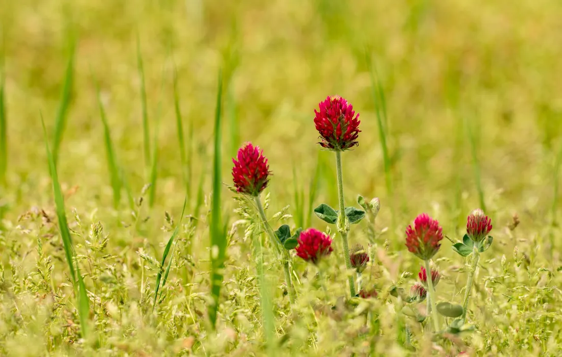 Red clover blossoms rising above green grasses in a sunlit pasture.