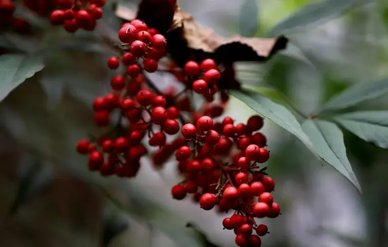 Close-up of a cluster of small red berries with green leaves.