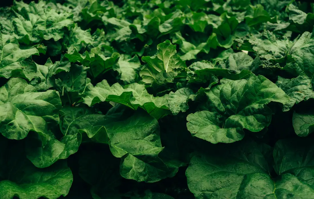 Rhubarb and Rabbits: The Straight Answer Every Homesteader Needs - The ...