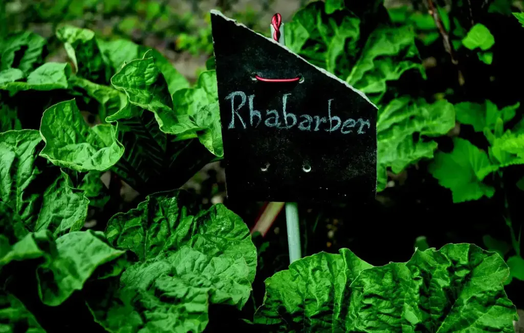 Rhubarb and Rabbits: The Straight Answer Every Homesteader Needs