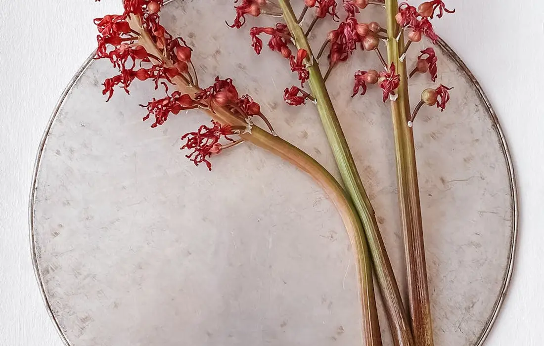 Bright red rhubarb stems arranged on a round white plate