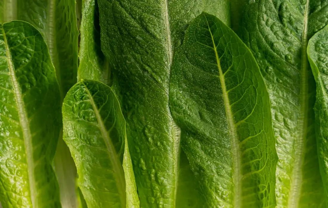 Close-up of fresh romaine lettuce leaves, highlighting leafy greens used in small animal diets.