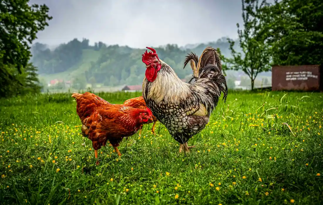 A rooster and a hen standing in a grassy field with yellow wildflowers