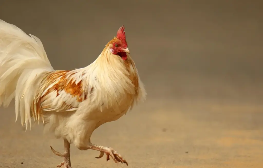 Can Chickens Eat Nuts? Your Guide to Safe, Savory Snacks