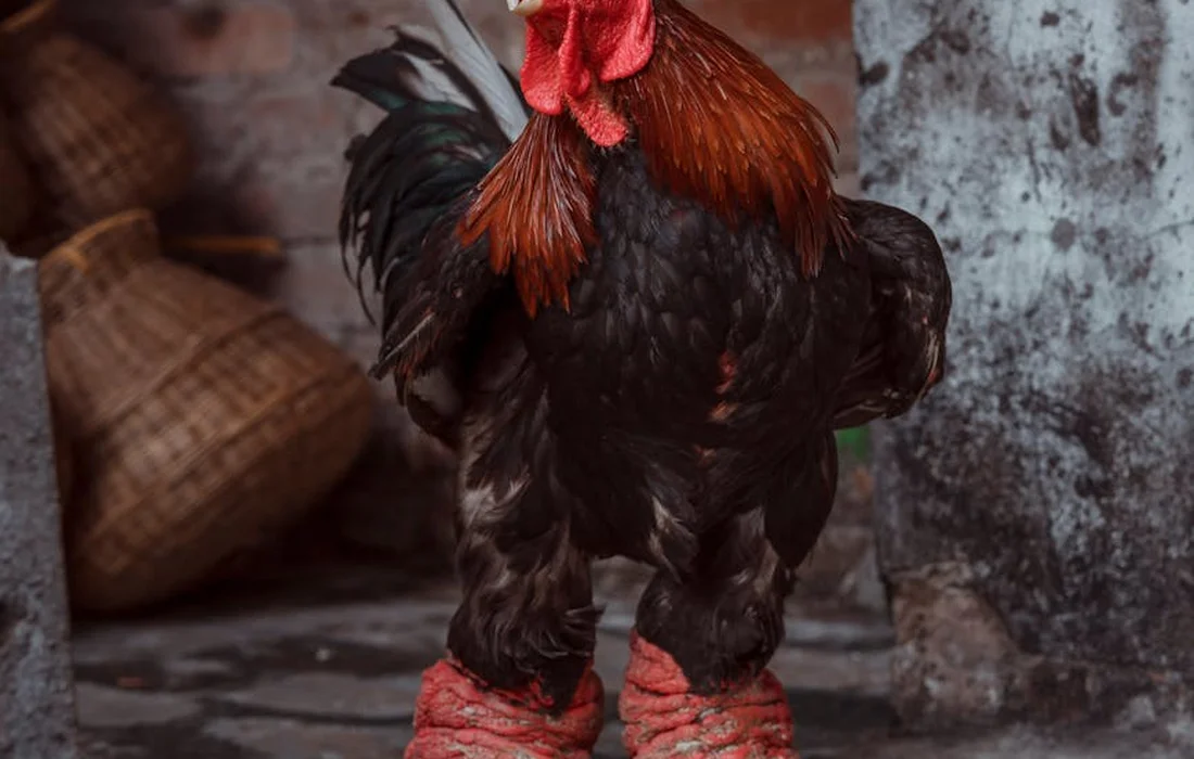 Red-feathered rooster wearing red leg warmers standing by a stone wall in a rustic setting