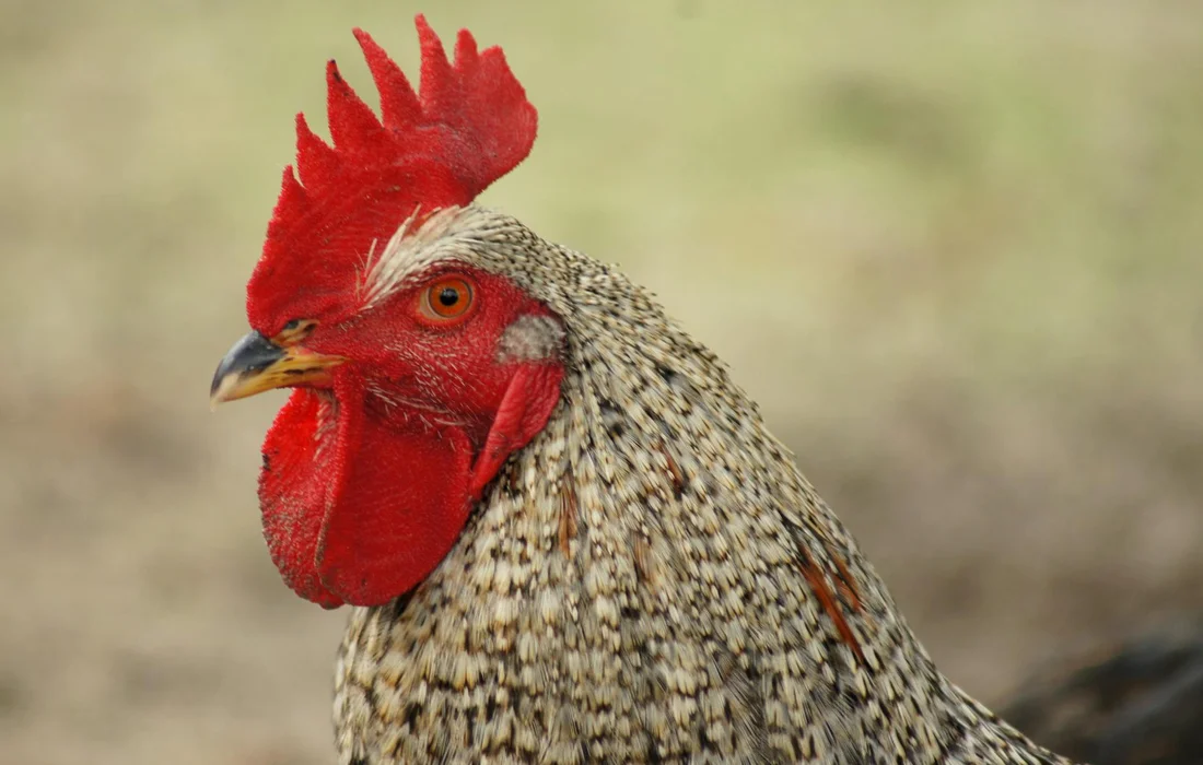 Close-up of a rooster with a bright red comb and speckled gray-brown feathers, facing left