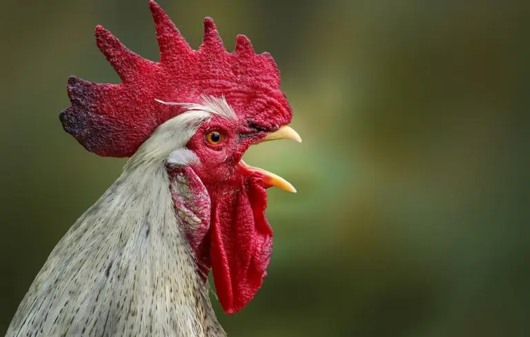 Close-up of a rooster's head with a bright red comb and white feathers, shown in profile.