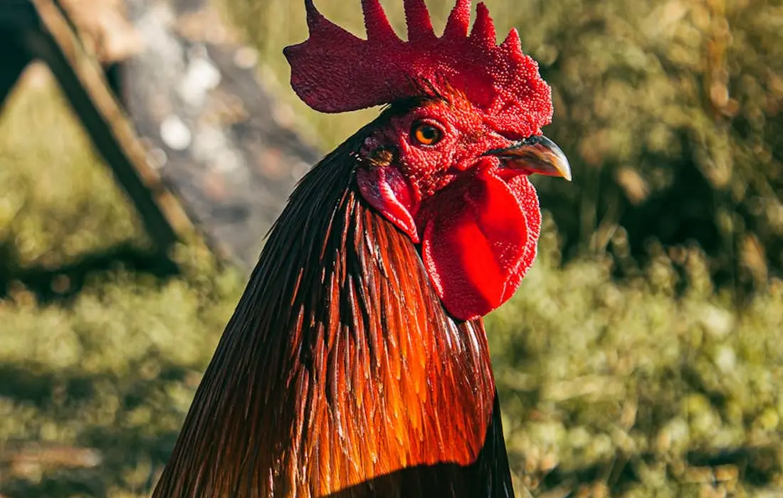 Close-up of a rooster's head with a bright red comb and wattles in a sunlit farm setting.
