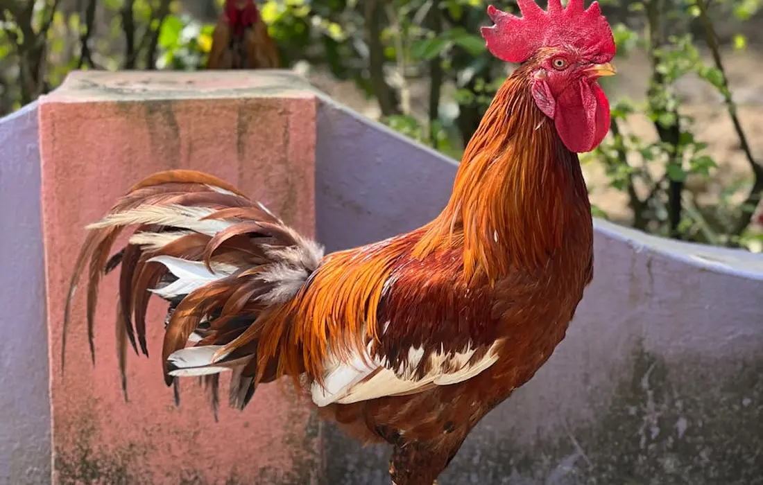 Rooster in an outdoor yard near a pink concrete wall with green plants in the background