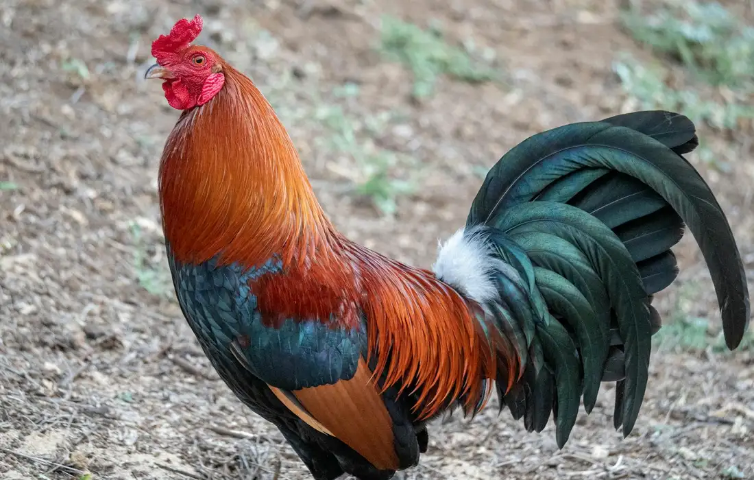 Colorful rooster standing on a dirt path in a garden.