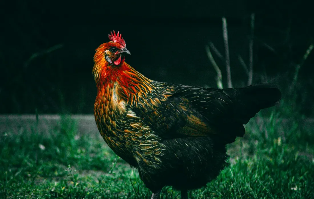 Colorful rooster standing on green grass with a dark background