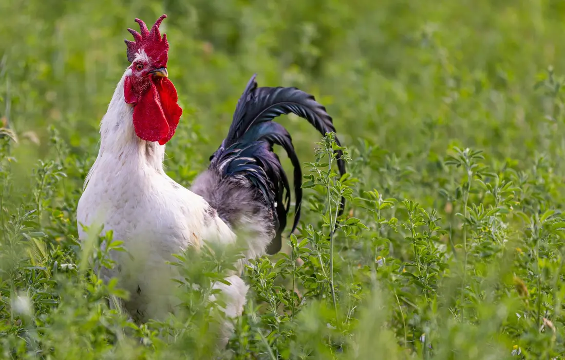 White rooster with red comb standing in a lush green field