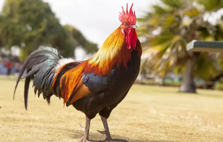 Colorful rooster standing on dry grass in a park.