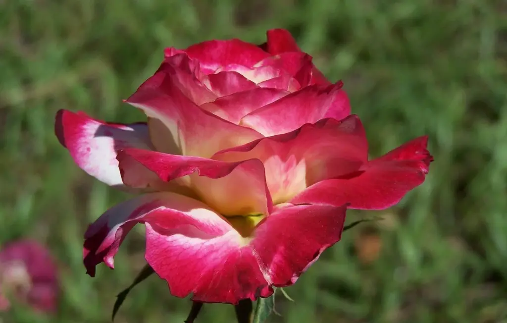 What Garden Plants Can Chickens Eat? The Safe Truth on Gourds, Daylilies, and Morning Glory