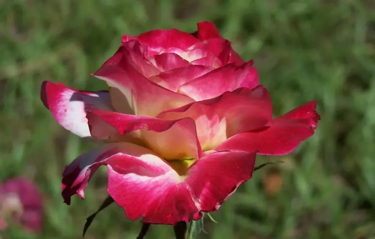 Close-up of a pink and red rose in bloom with a blurred green garden background.