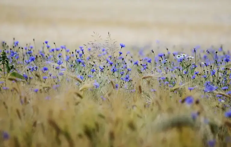 Golden grain field with tall stalks and blue wildflowers