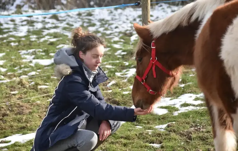 A person kneels in a grassy field with patches of snow and offers something from their hand to a brown and white horse wearing a red halter.