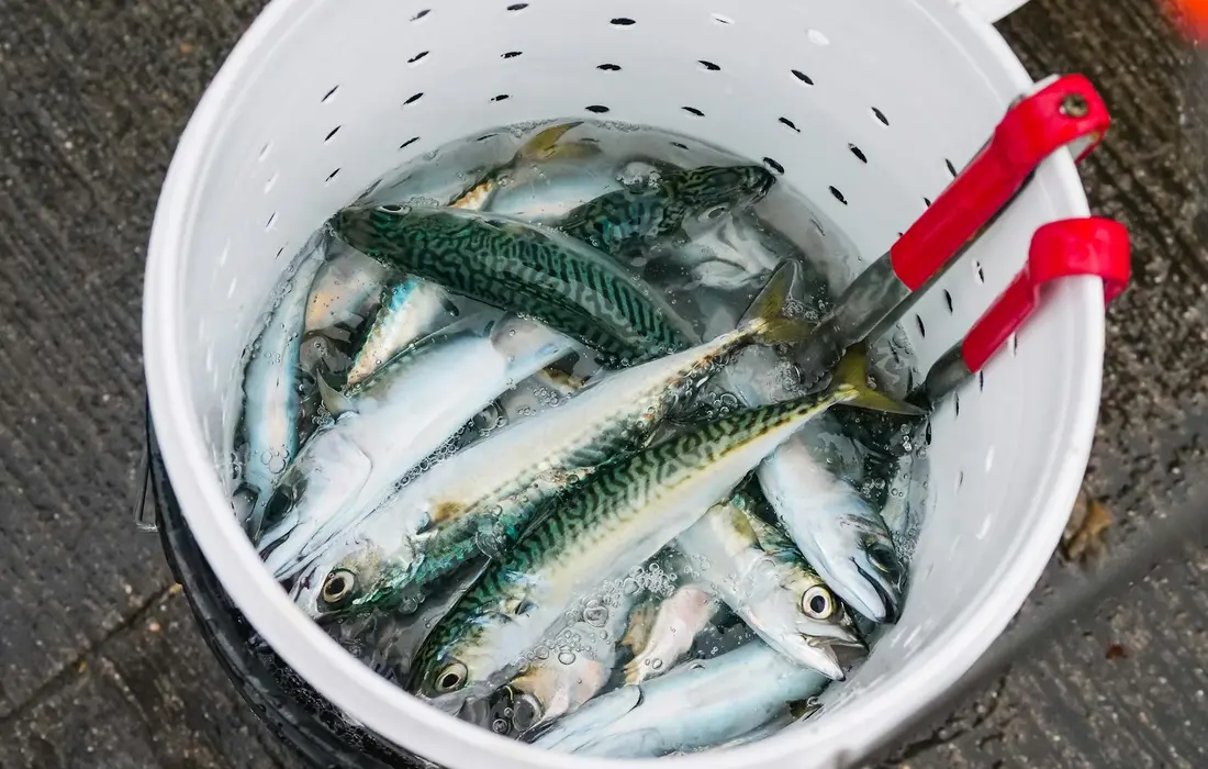 White bucket filled with small fish and red-handled fish tongs resting on the rim.
