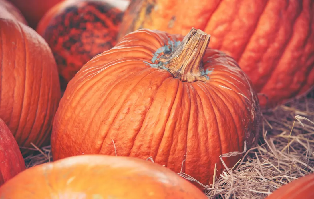 Orange pumpkins on a bed of straw, ready for harvest