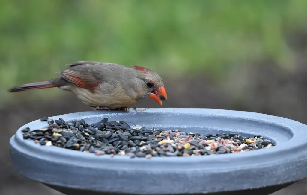 Can Ducks Eat Sunflower Seeds? Your Straightforward Guide to Types, Safety, and Benefits