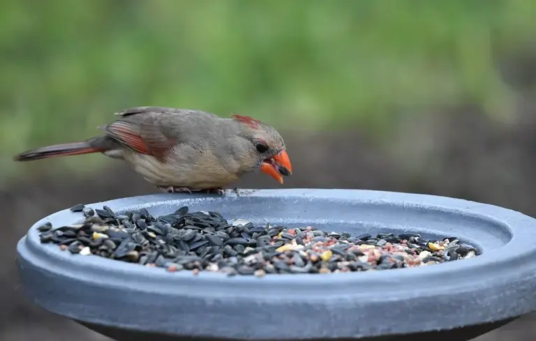 A small gray-brown songbird perches at the edge of a blue feeder dish filled with mixed seeds, including sunflower seeds.