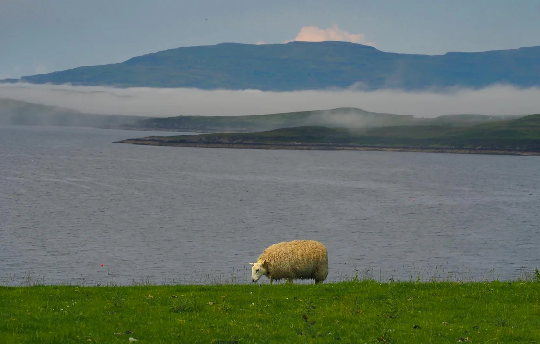 A single sheep grazing on a green pasture beside a calm lake with misty hills in the background