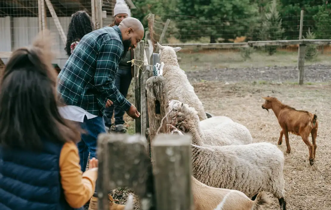 A farmer wearing a plaid shirt leans over a wooden fence, tending to a group of sheep in a fenced pen while others watch in the background.