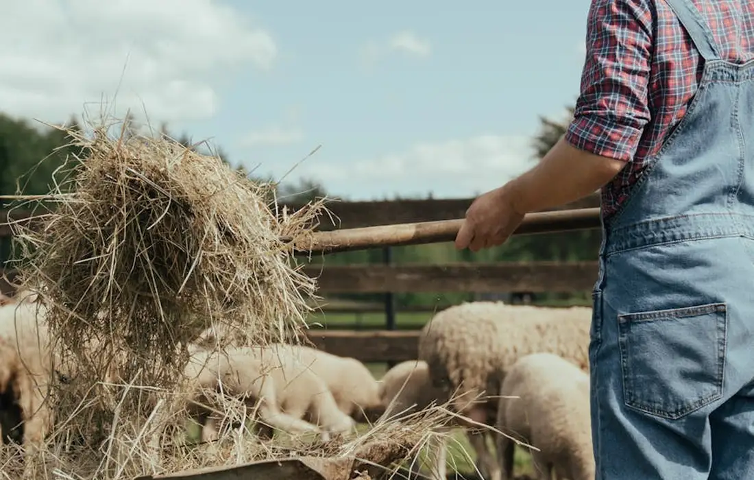 Farmer in denim overalls and plaid shirt standing by a hay bale with sheep in a pen