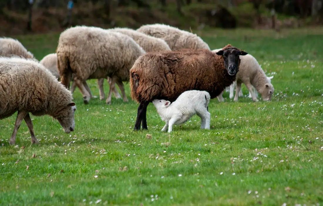 A flock of sheep grazing on a green meadow with a small white lamb beside a larger brown sheep.