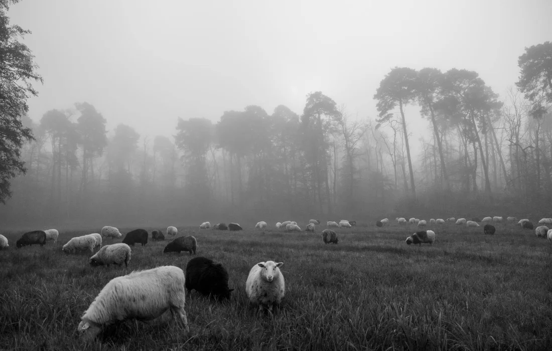 Black-and-white photograph of sheep grazing in a foggy field with tall trees in the background.