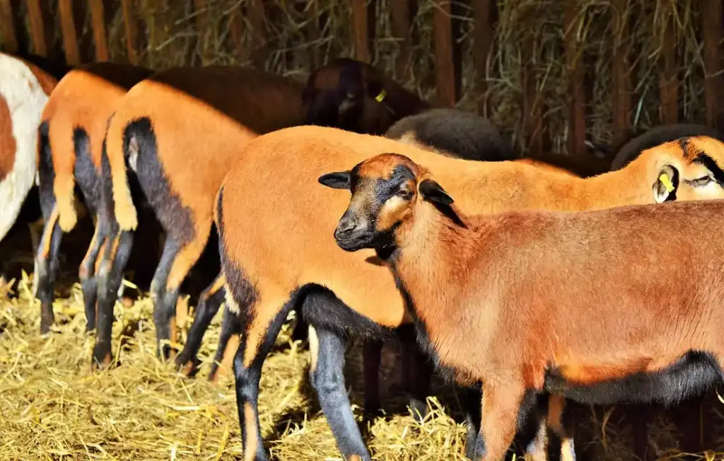 The Working Homesteader’s Guide to Sheep Rations & Pasture Management