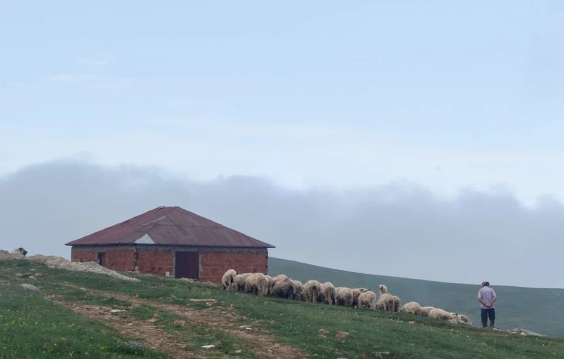 A flock of sheep grazing on a grassy hillside beside a small brick barn, with a person standing in the distance.