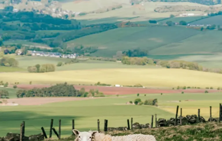 A sheep grazing in a green pasture with rolling hills and a fence in the distance