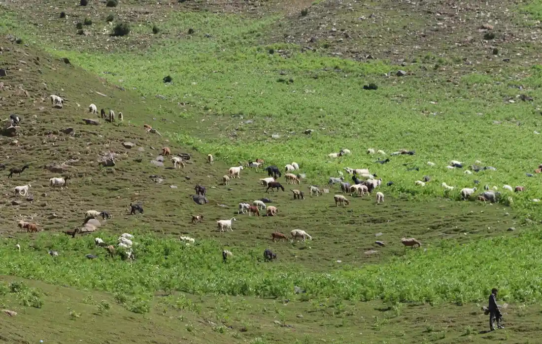 A flock of sheep grazing on a green hillside pasture with a distant person visible in the lower-right.